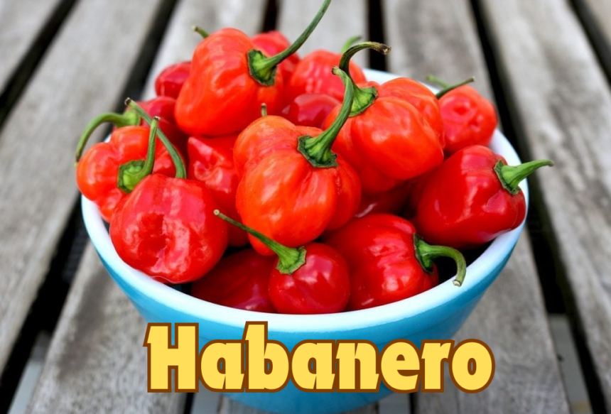 Habanero