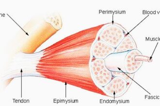 band of tissue connecting muscle and bone nyt