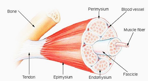 band of tissue connecting muscle and bone nyt