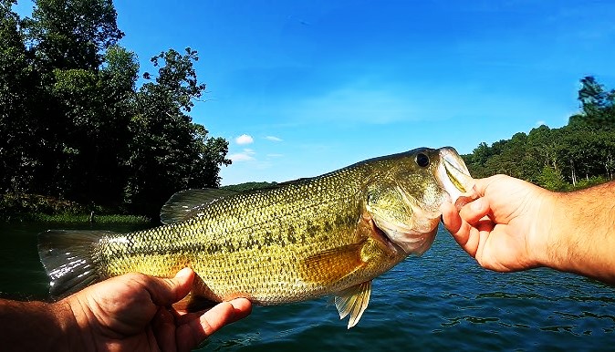 largemouth lake animal nyt