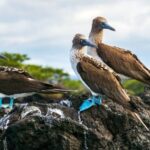 blue footed marine bird nyt