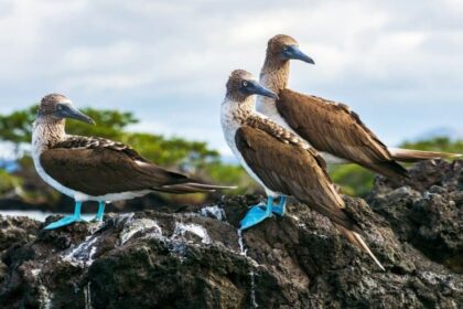 blue footed marine bird nyt