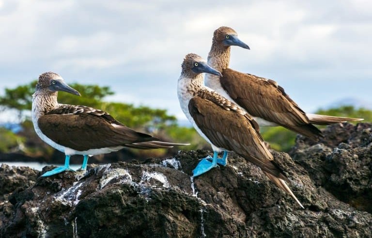 blue footed marine bird nyt