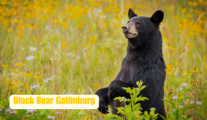 black bear gatlinburg concession stand