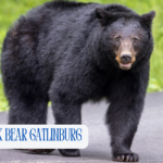 black bear gatlinburg concession stand