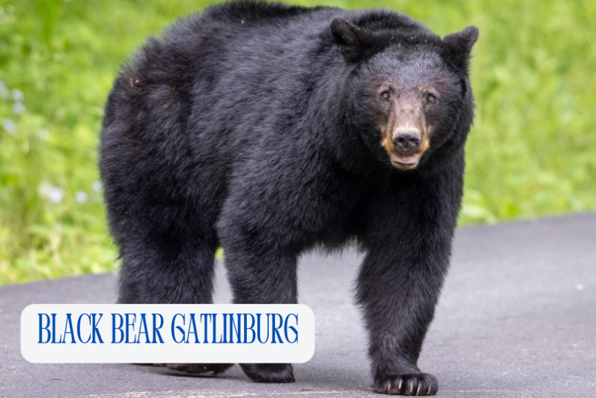 black bear gatlinburg concession stand